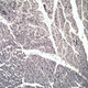 Binocular Digital Microscope